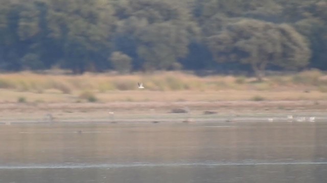 White-winged Tern - ML266865771