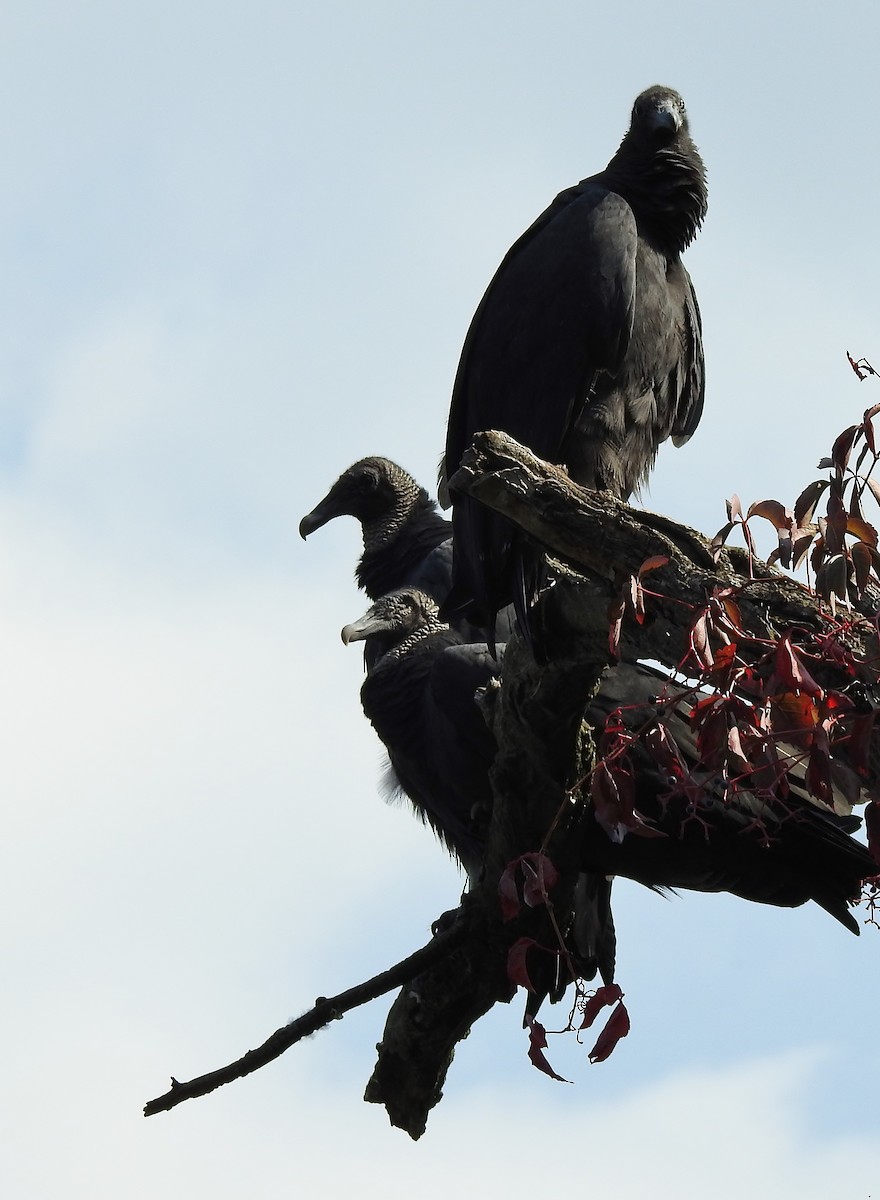 Black Vulture - Donna Johnston