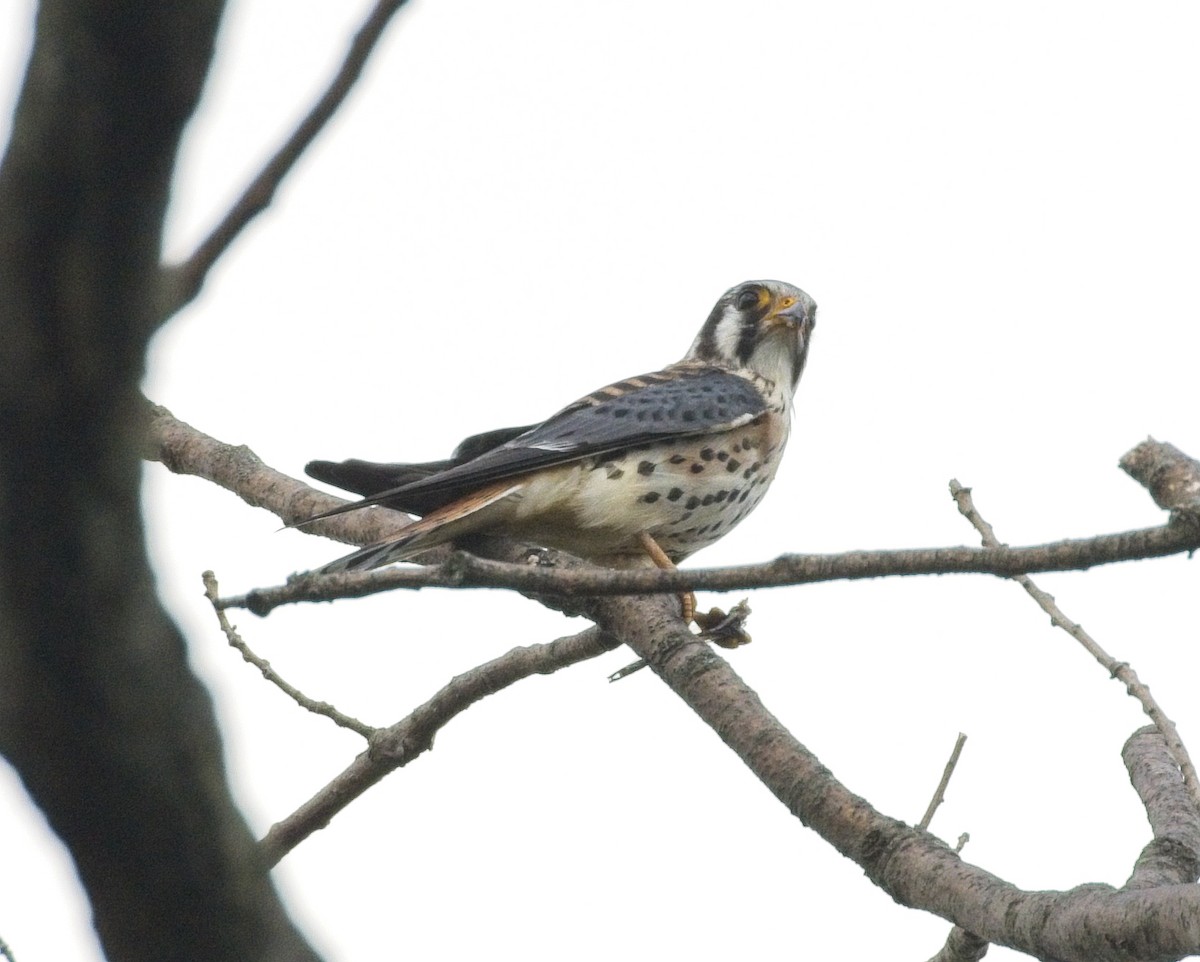 American Kestrel - Laura Goggin