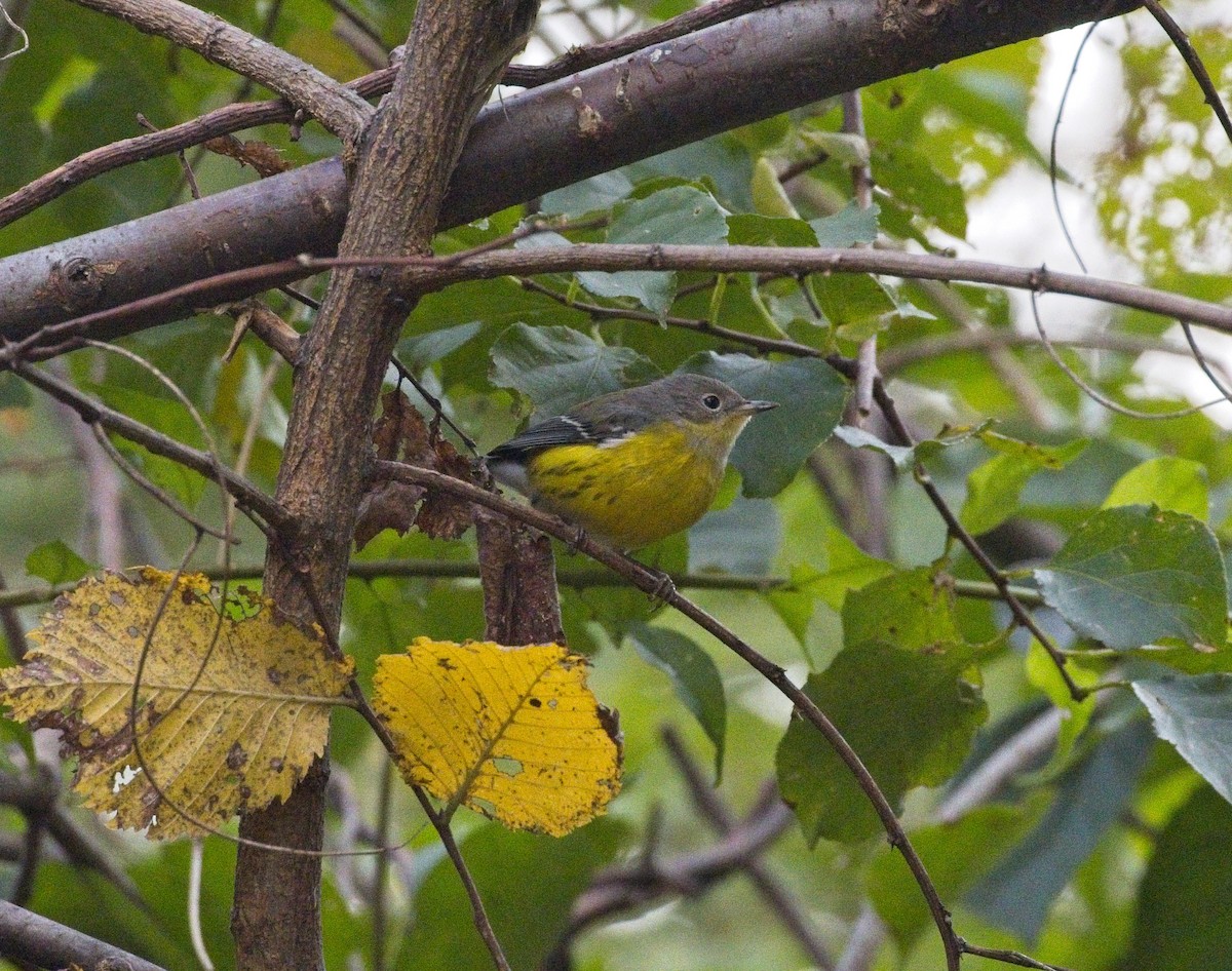 Magnolia Warbler - Laura Goggin