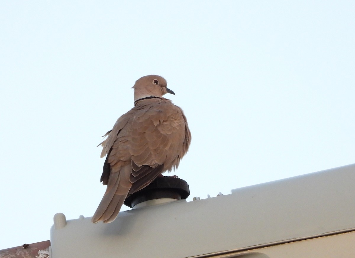 Eurasian Collared-Dove - ML266869821