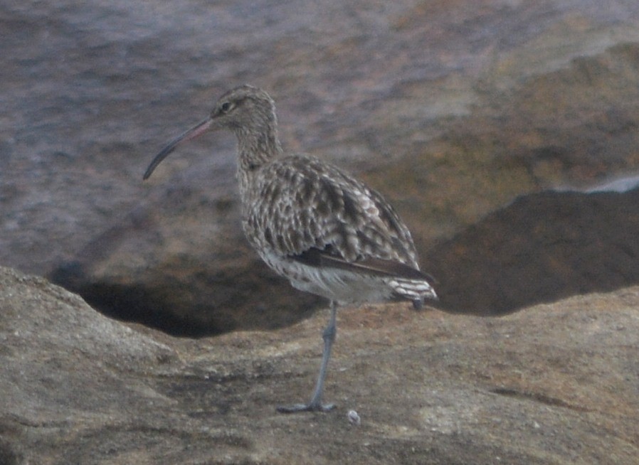 Whimbrel - Jorge Leitão