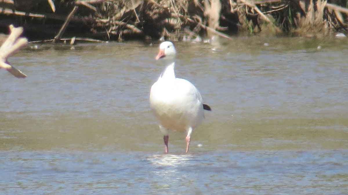 Snow Goose - ML266871571