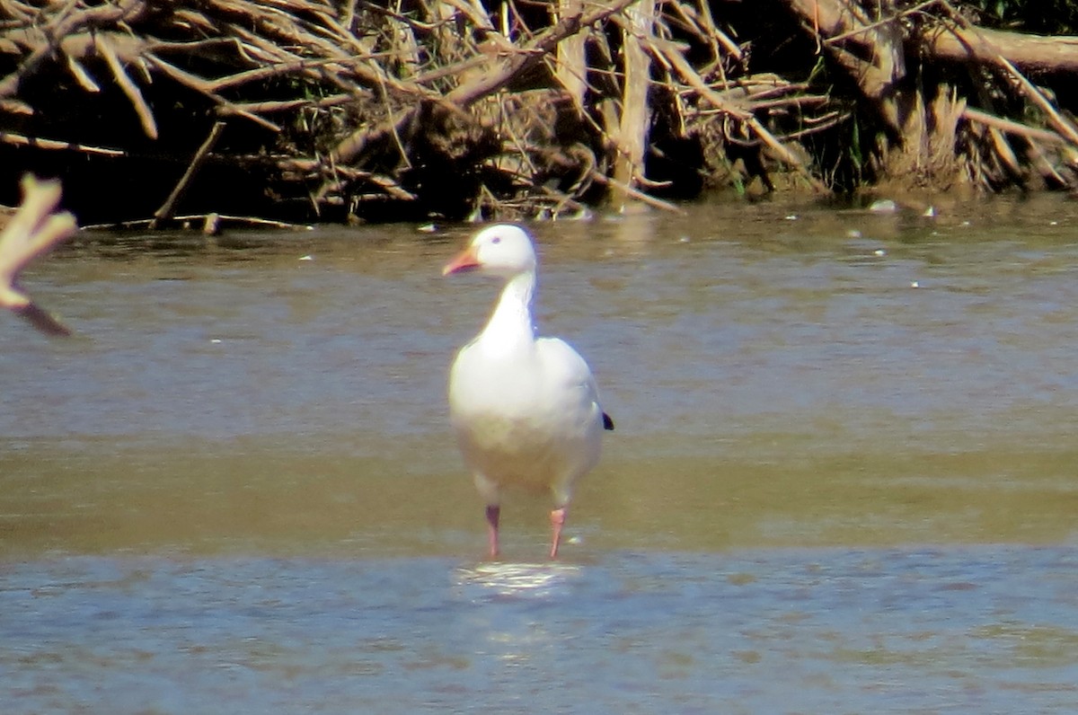 Snow Goose - ML266871631