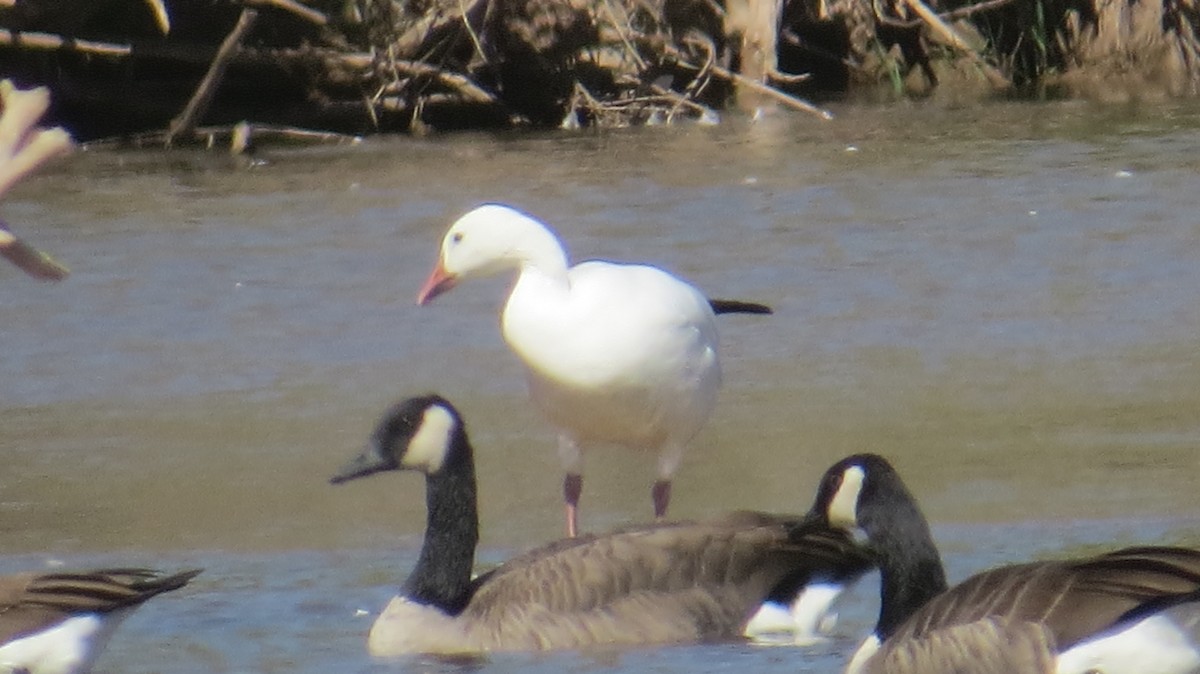 Snow Goose - ML266871661