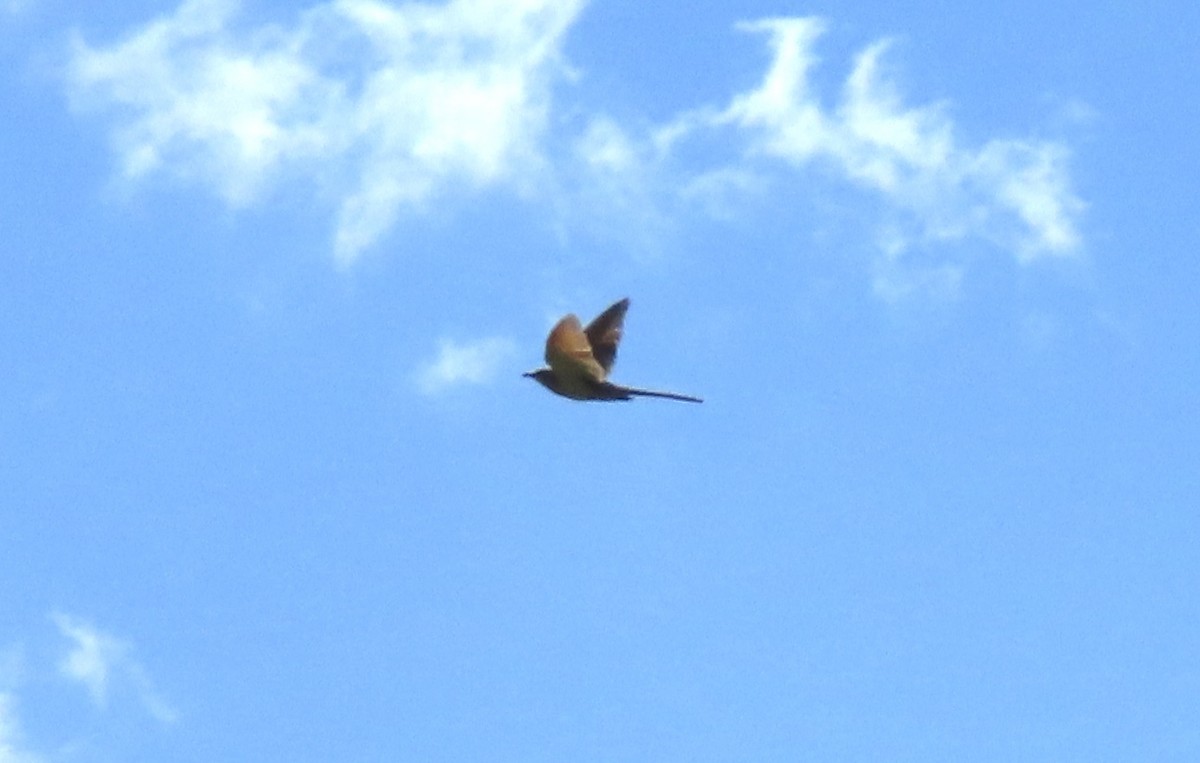 Yellow-billed Cuckoo - ML266873061