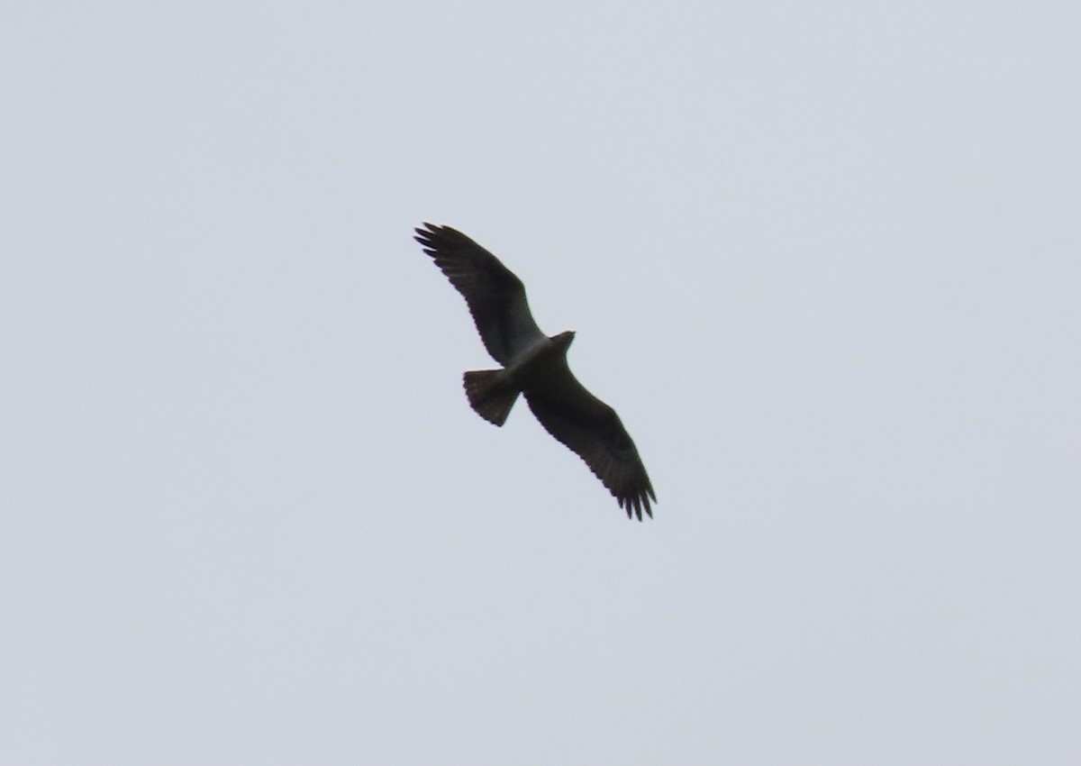 Osprey - ML266873241