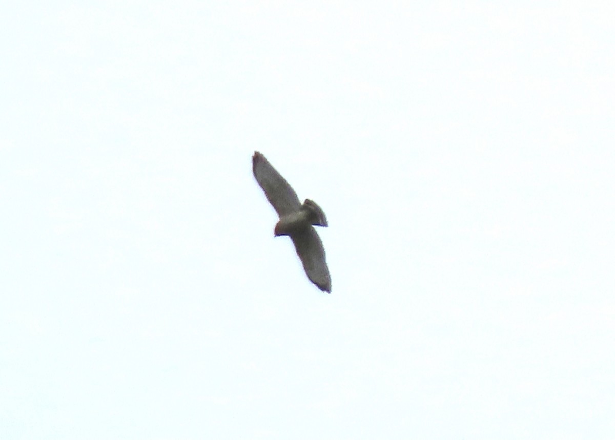 Broad-winged Hawk - ML266873331