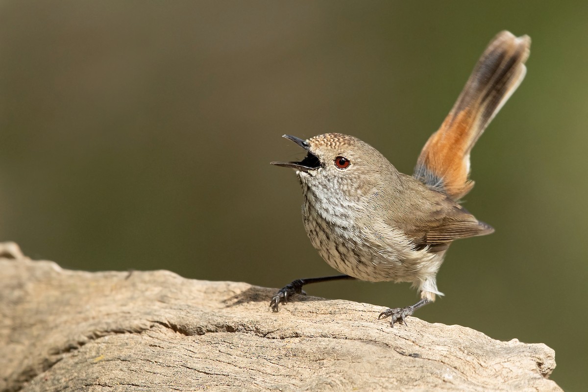 Inland Thornbill - David Irving