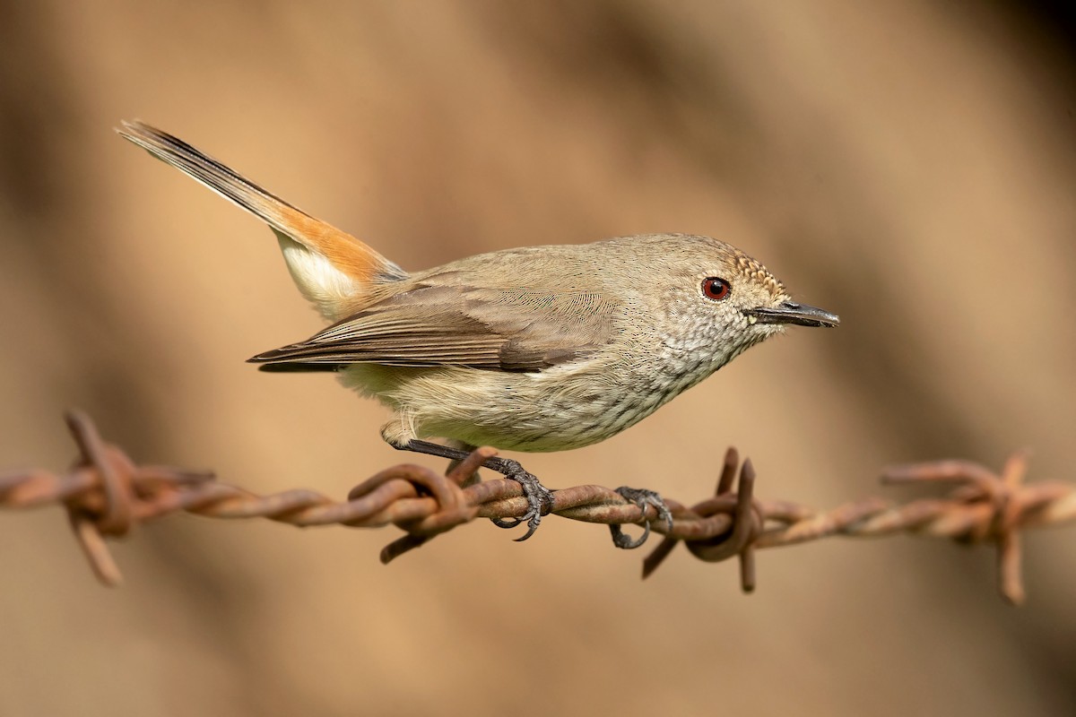 Inland Thornbill - David Irving