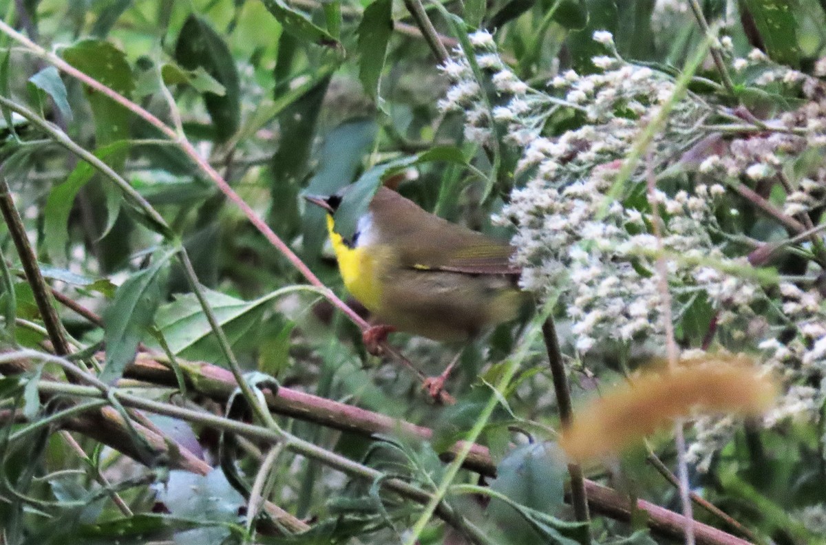 Common Yellowthroat - ML266875731