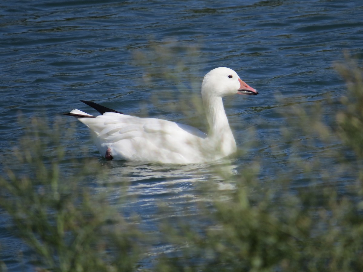 Snow Goose - ML266877441
