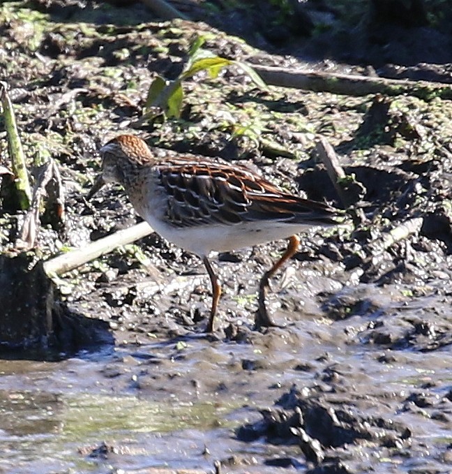 Sharp-tailed Sandpiper - ML266877571