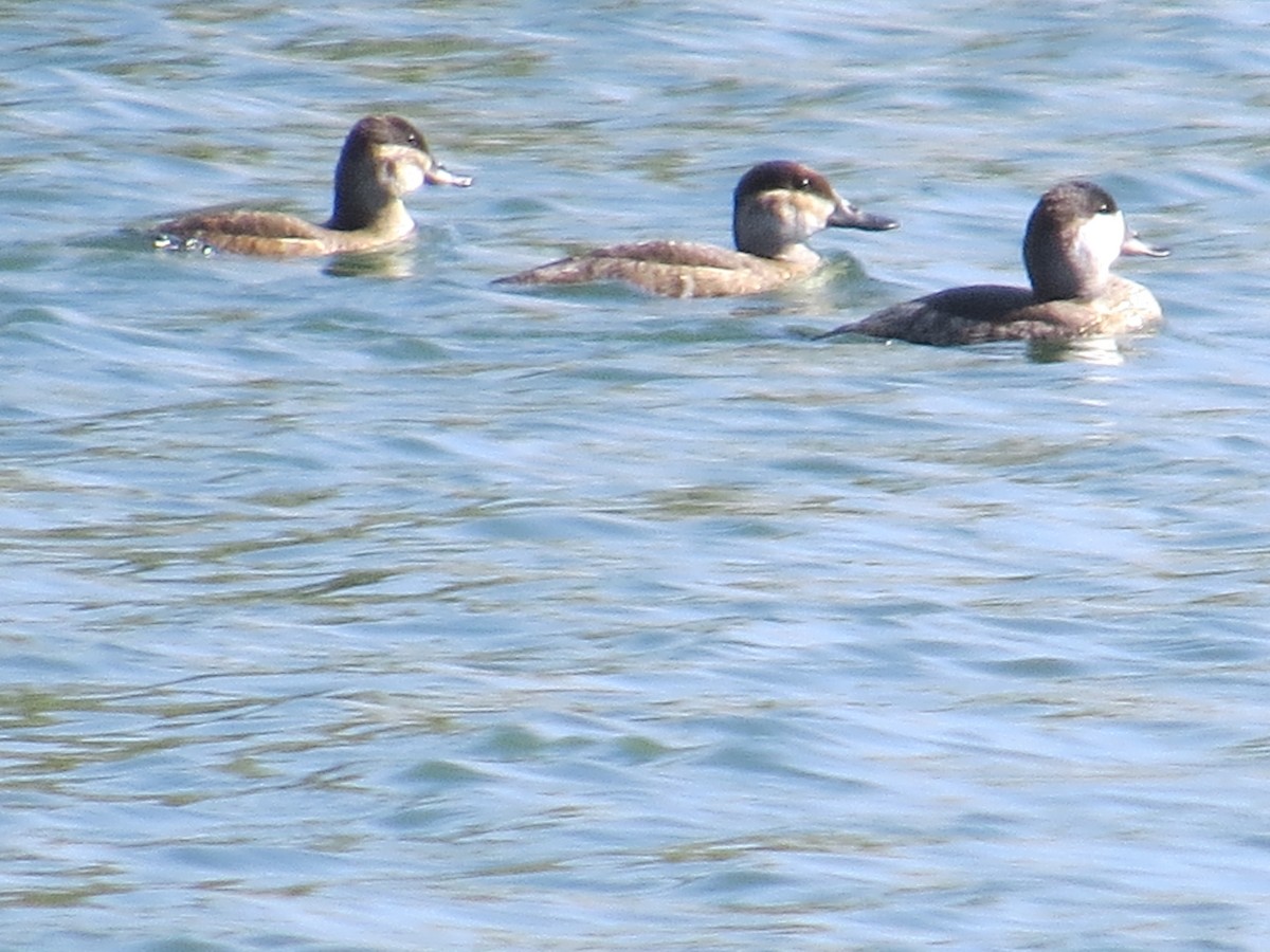 Ruddy Duck - ML266877721