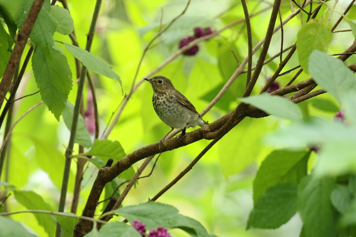 Swainson's Thrush (Olive-backed) - ML266877801