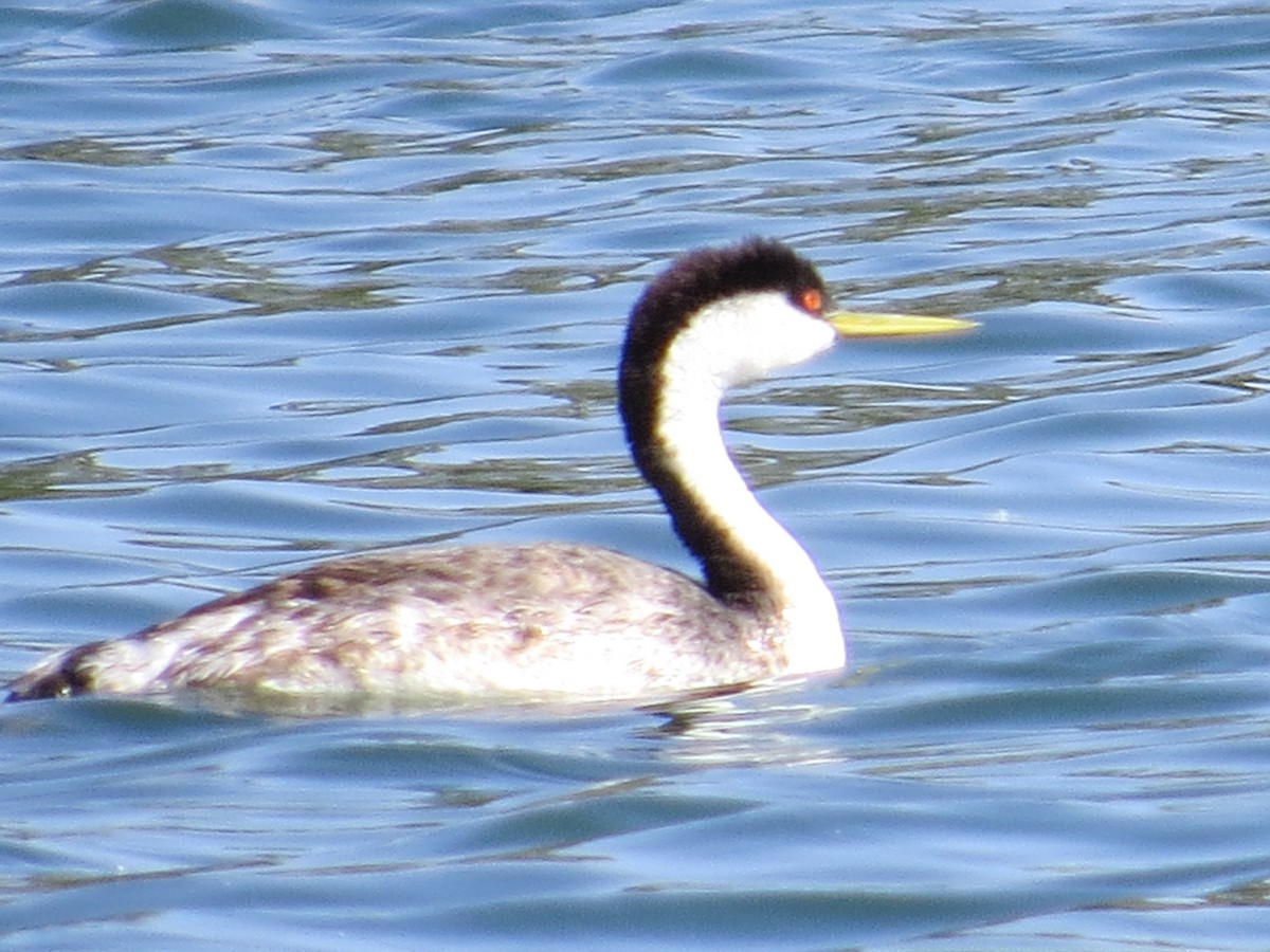 Western Grebe - ML266877811