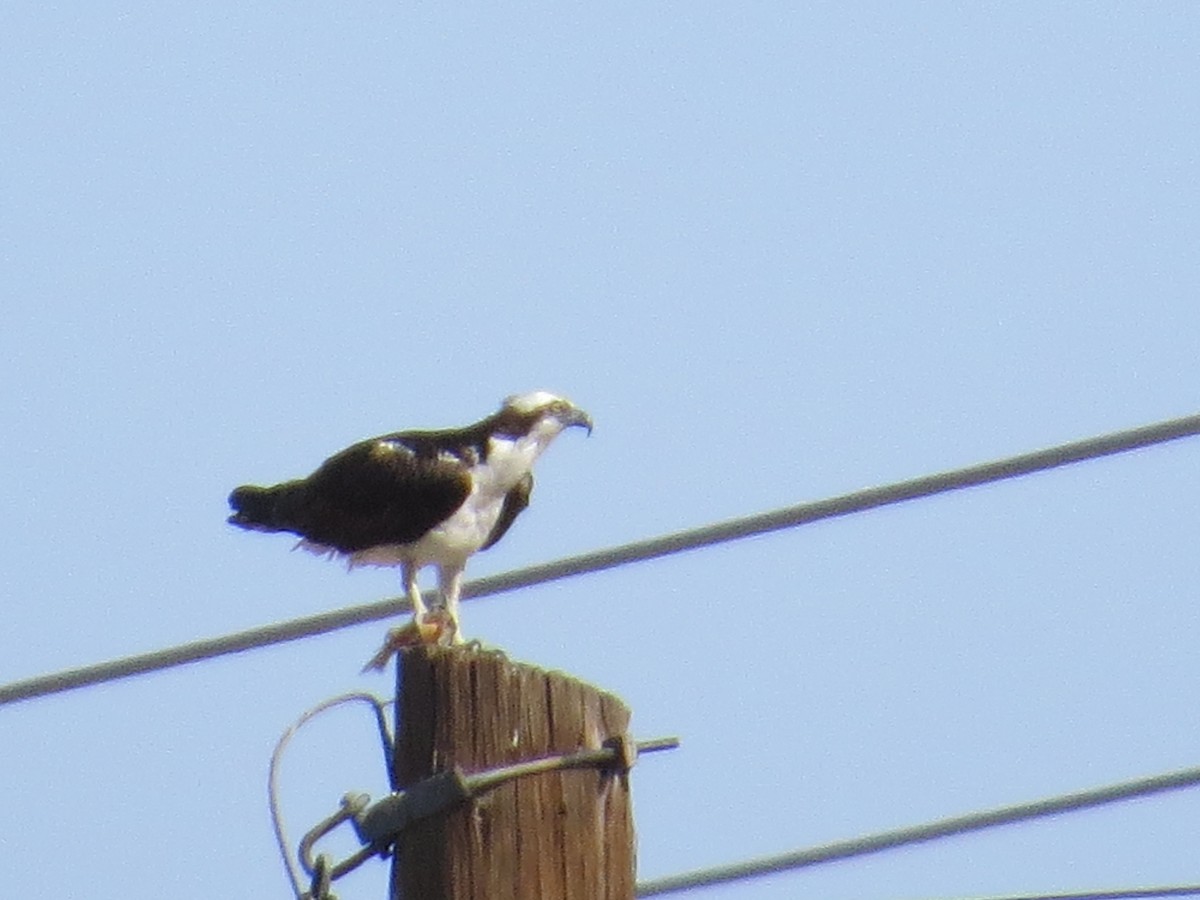 Osprey - ML266878021