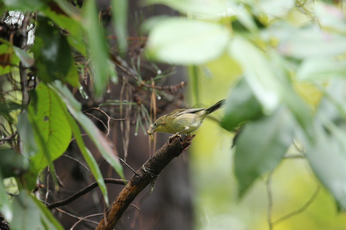 Pine Warbler - ML266878201