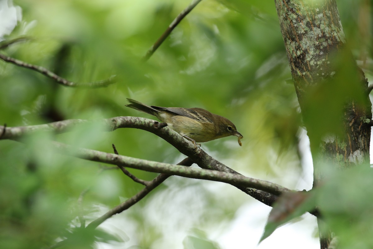 Pine Warbler - ML266878281