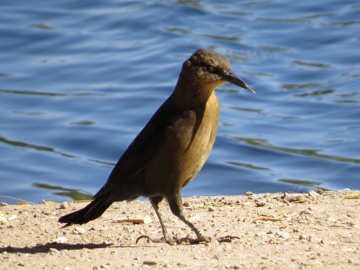 Great-tailed Grackle - ML266878331