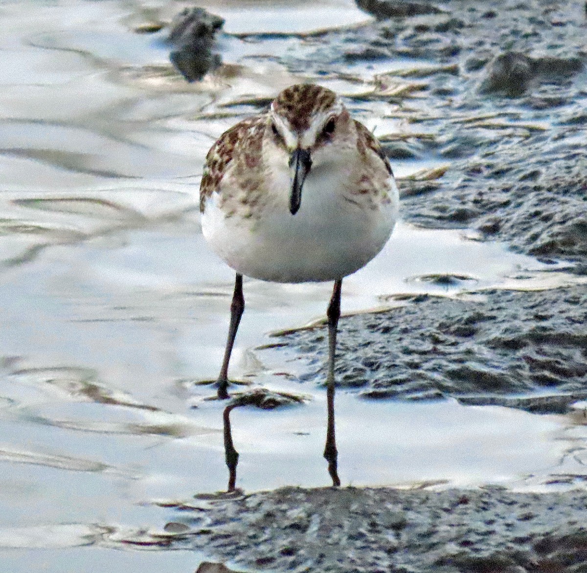 Semipalmated Sandpiper - ML266878771