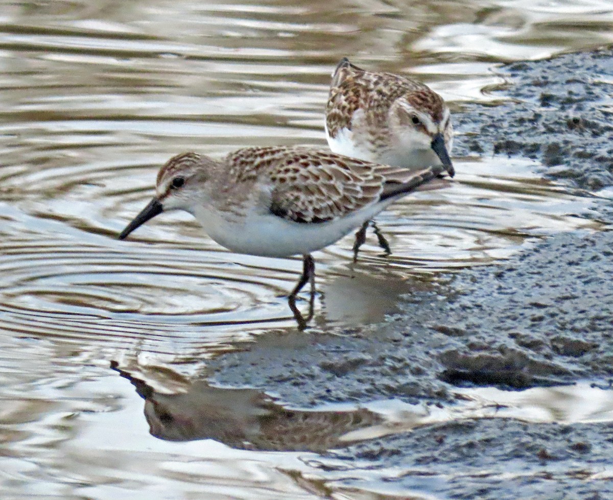 Semipalmated Sandpiper - ML266878801