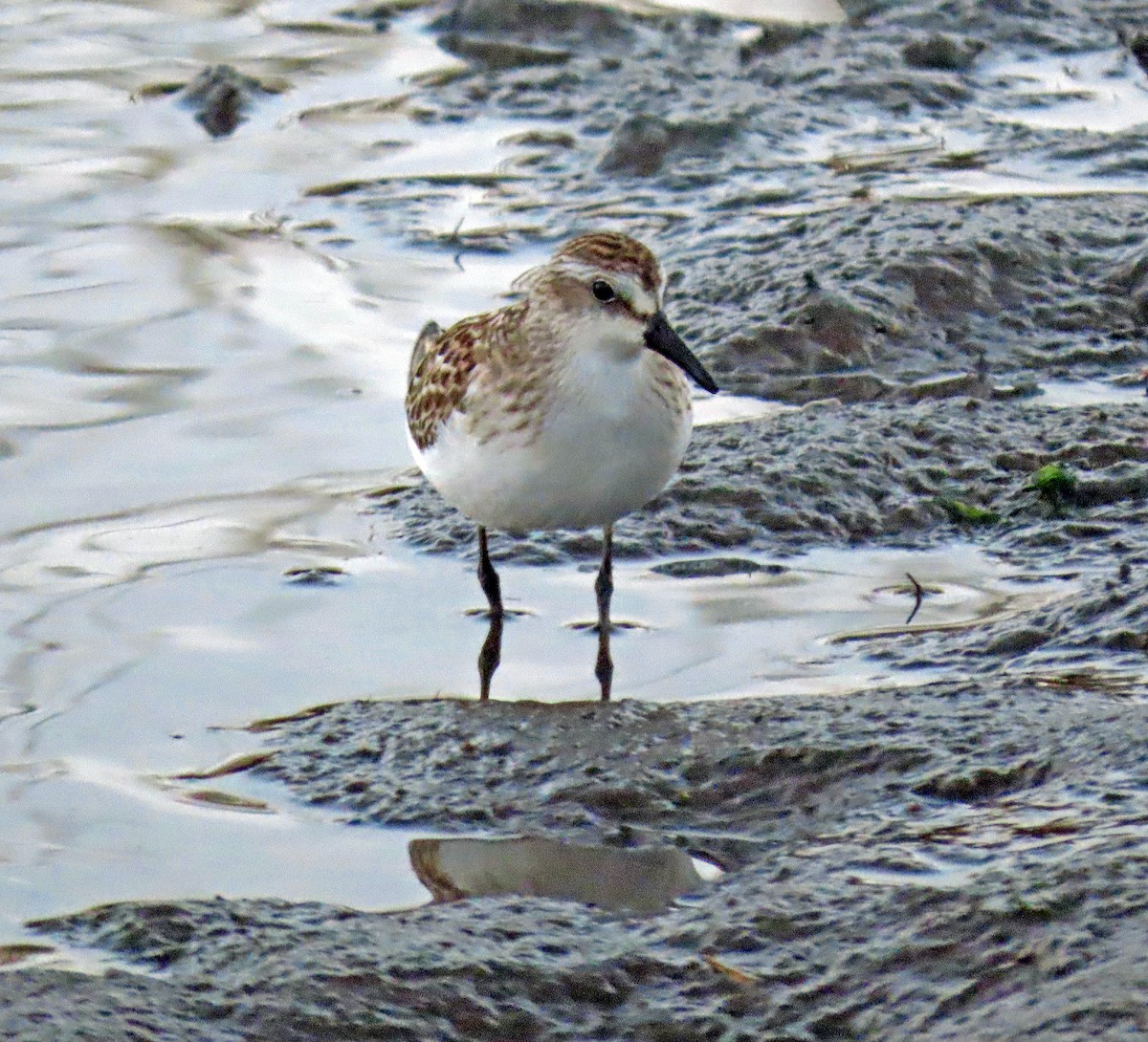 Semipalmated Sandpiper - Shilo McDonald