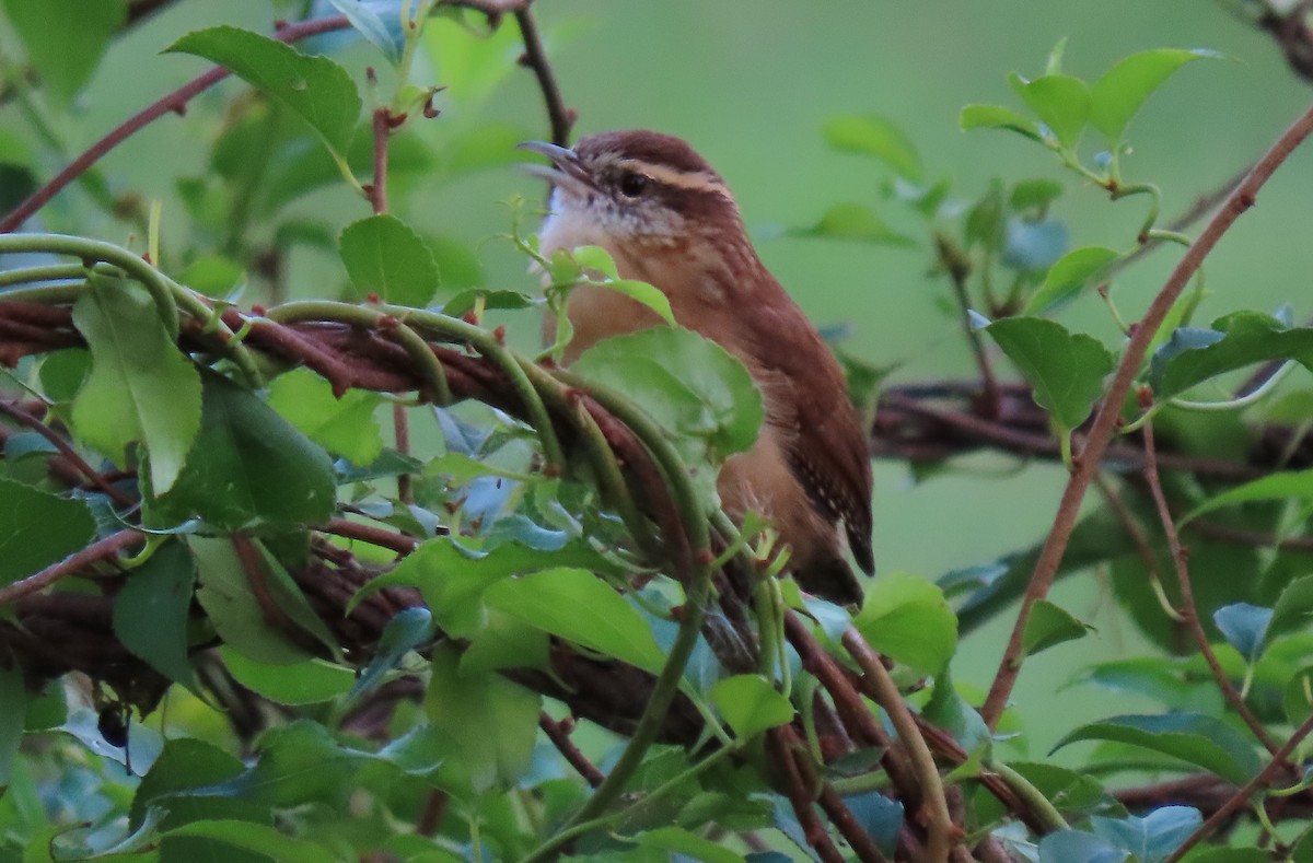 Carolina Wren - Anne Mytych