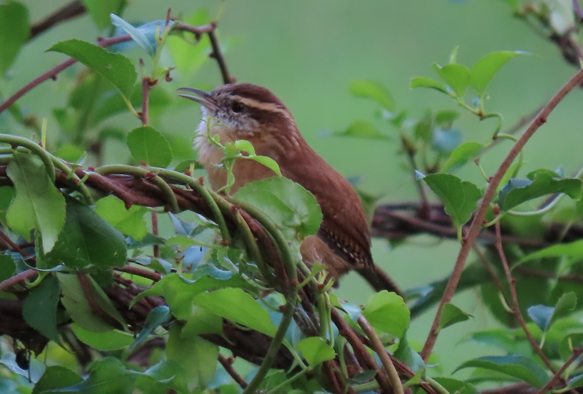 Carolina Wren - Anne Mytych