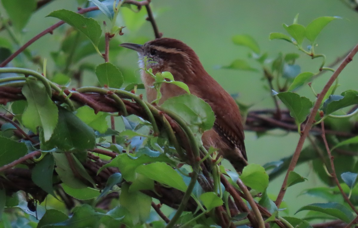 Carolina Wren - Anne Mytych