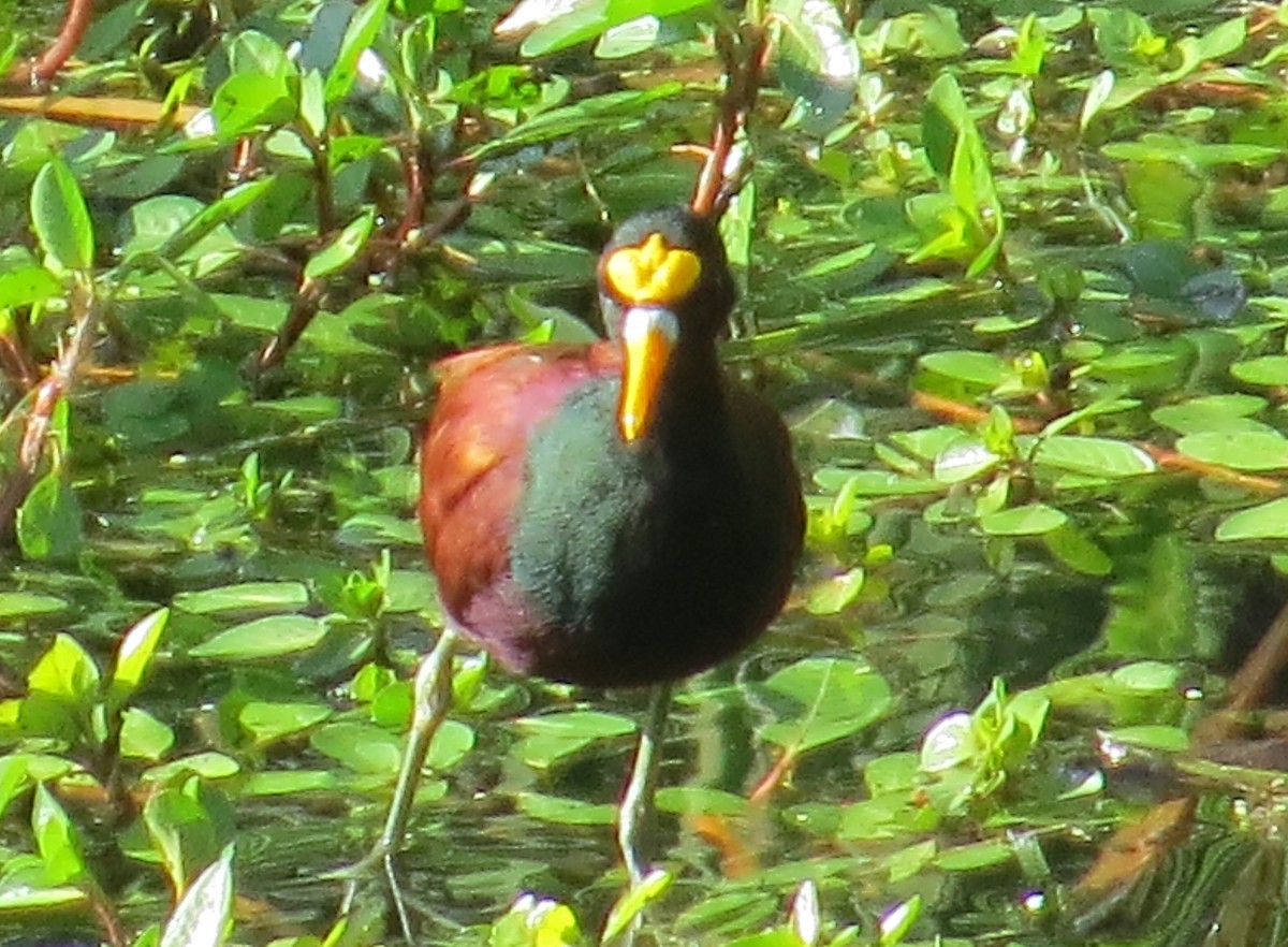 Northern Jacana - ML266879861