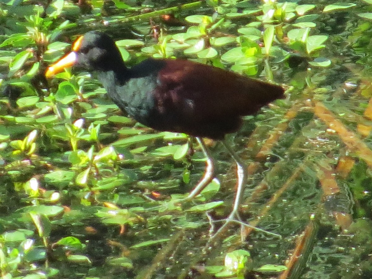 Northern Jacana - ML266879871