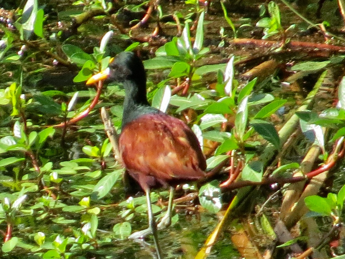 Northern Jacana - ML266879891