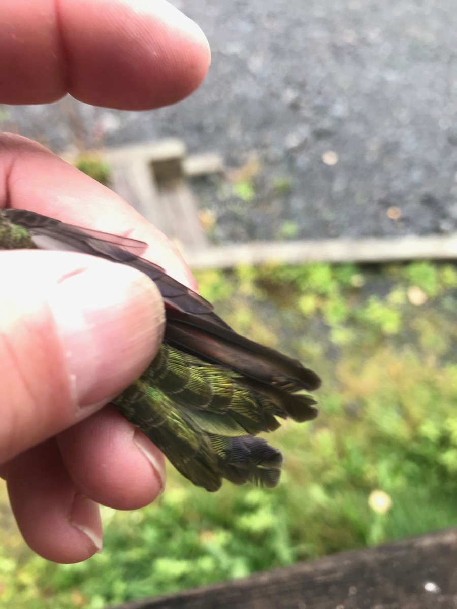 Anna's Hummingbird - ML266880551