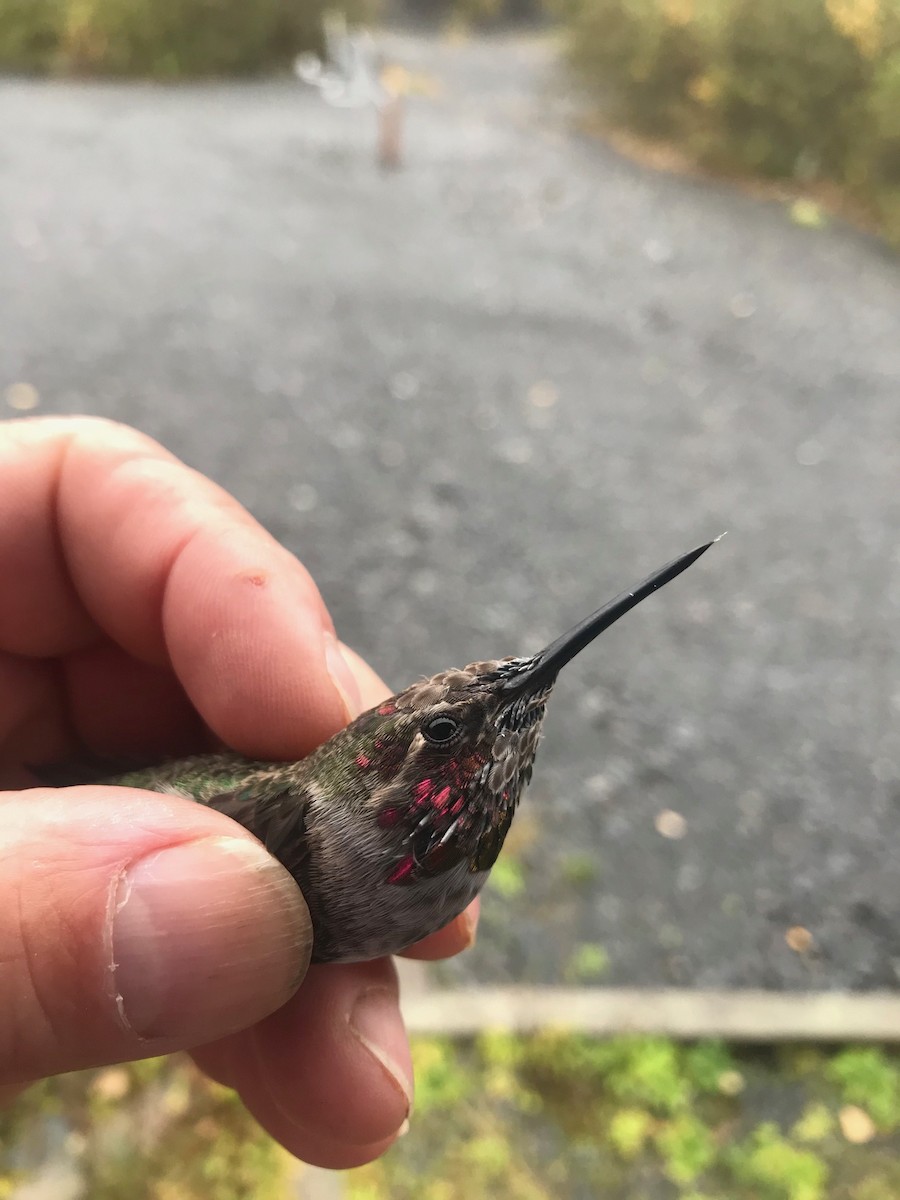 Anna's Hummingbird - ML266880571