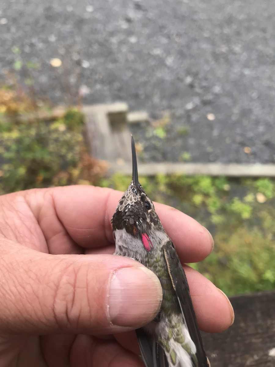 Anna's Hummingbird - ML266880581