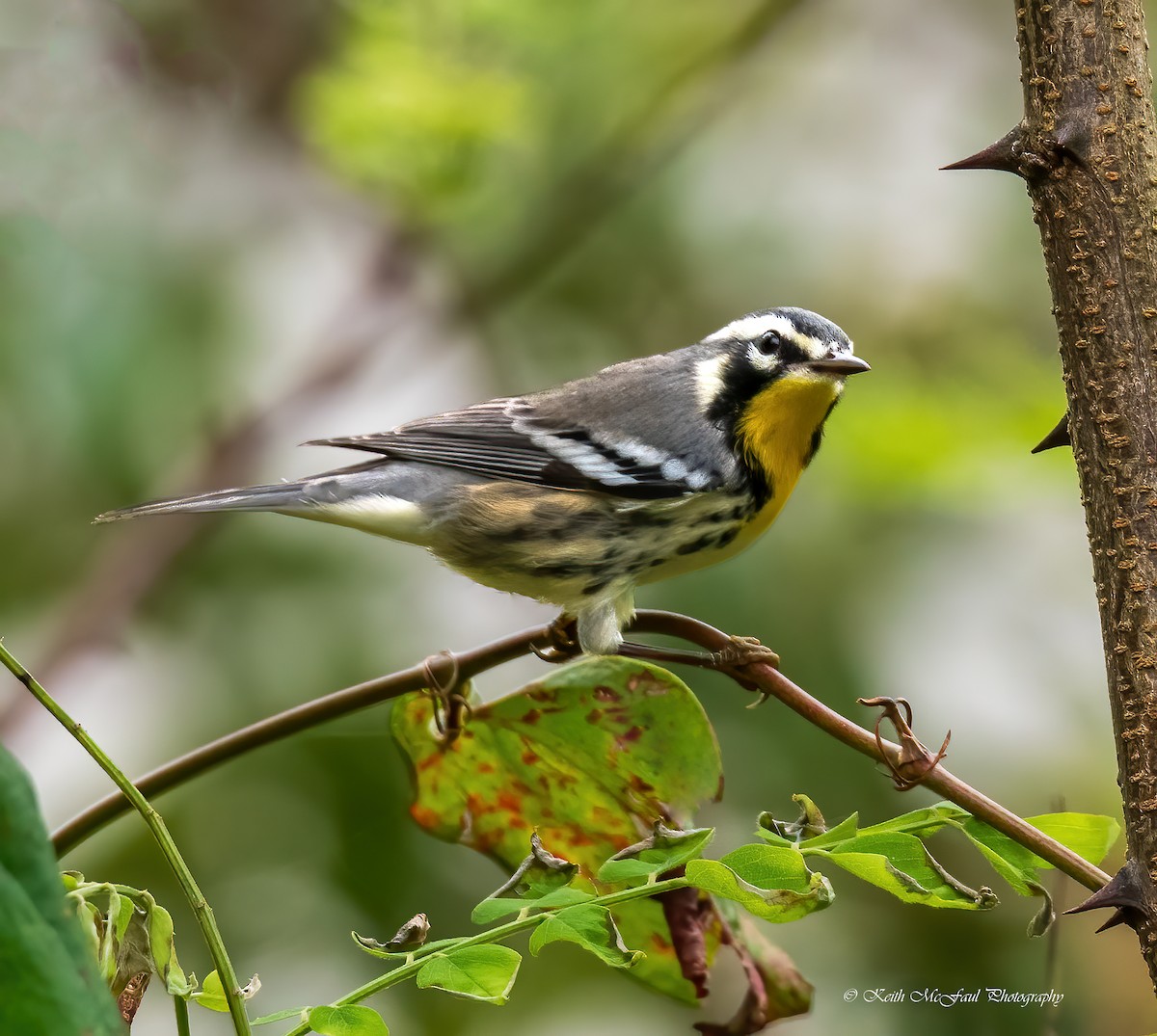 Yellow-throated Warbler - Keith McFaul