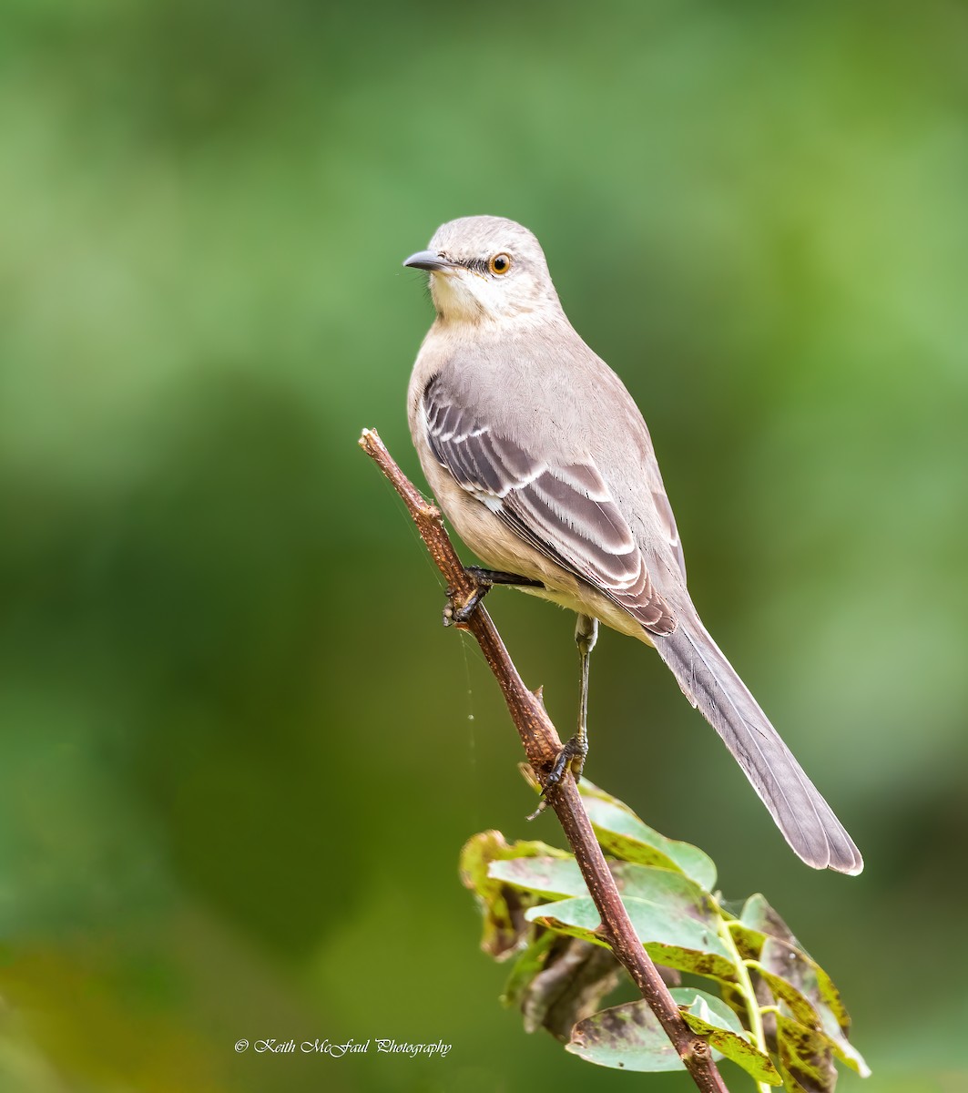 Northern Mockingbird - ML266881831