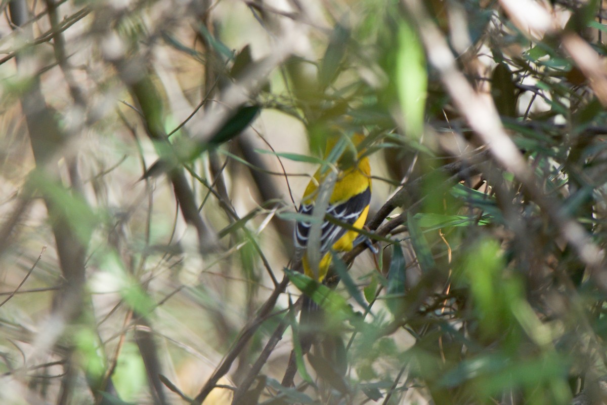 Yellow Oriole - ML266882081