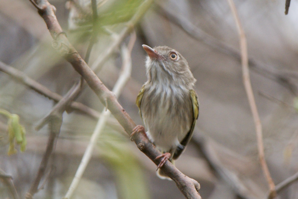 Pearly-vented Tody-Tyrant - ML266882131