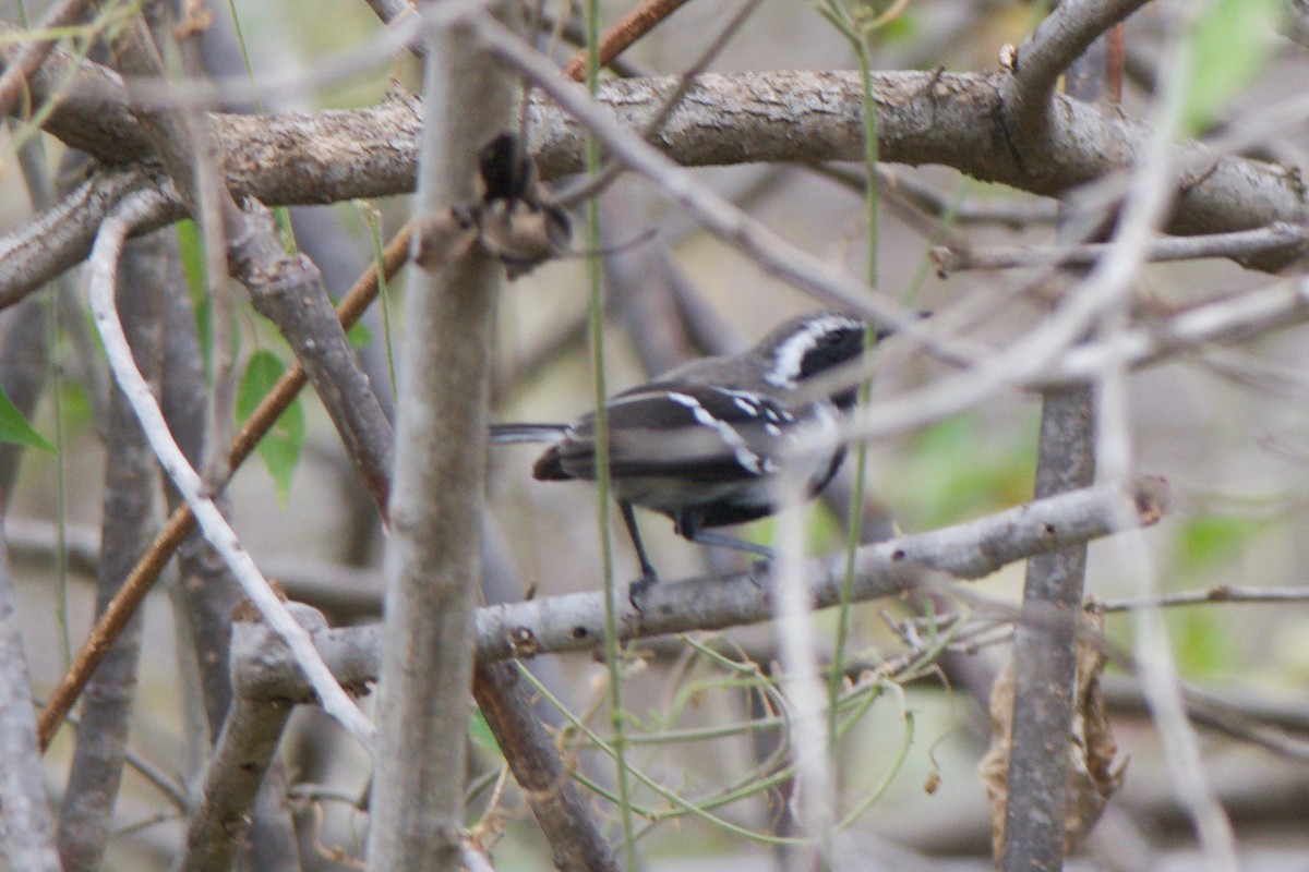 Northern White-fringed Antwren - ML266882161