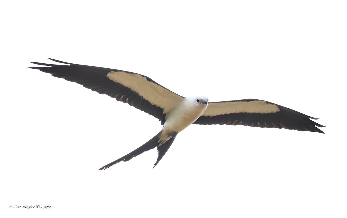 Swallow-tailed Kite - Keith McFaul