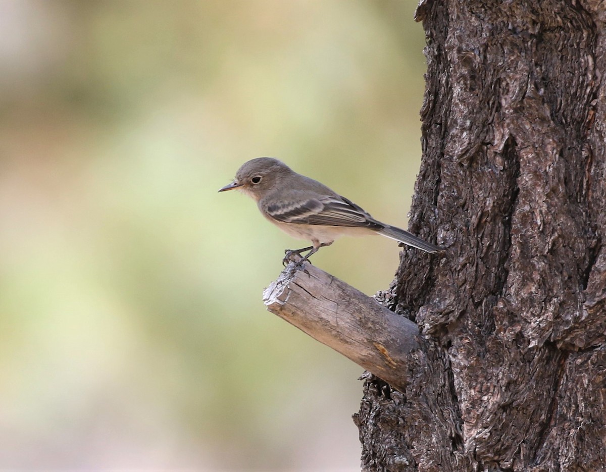 Gray Flycatcher - ML266883911