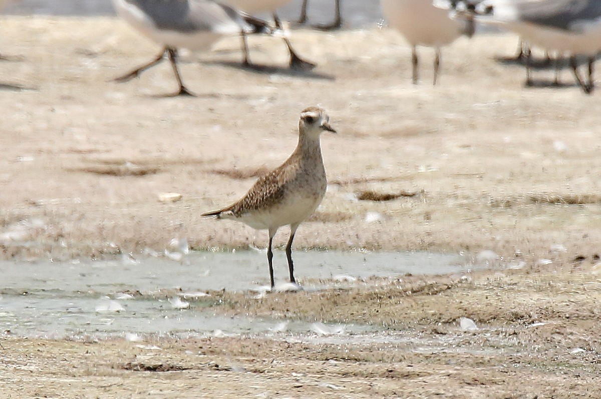 American Golden-Plover - Roger Ahlman