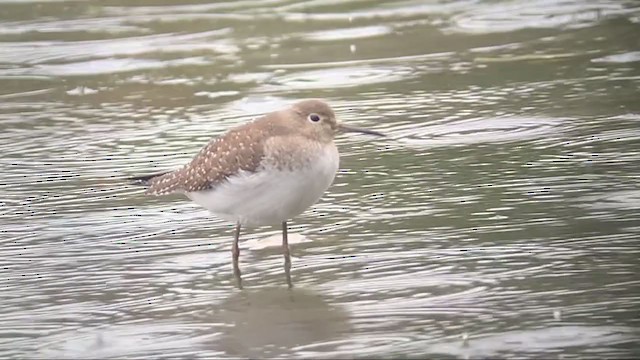 Solitary Sandpiper (solitaria) - ML266884711