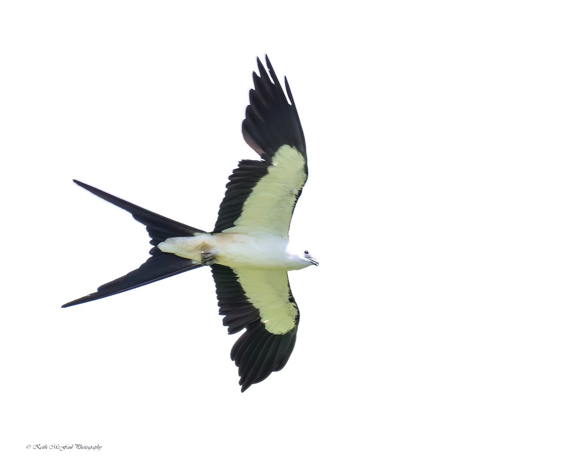 Swallow-tailed Kite - Keith McFaul