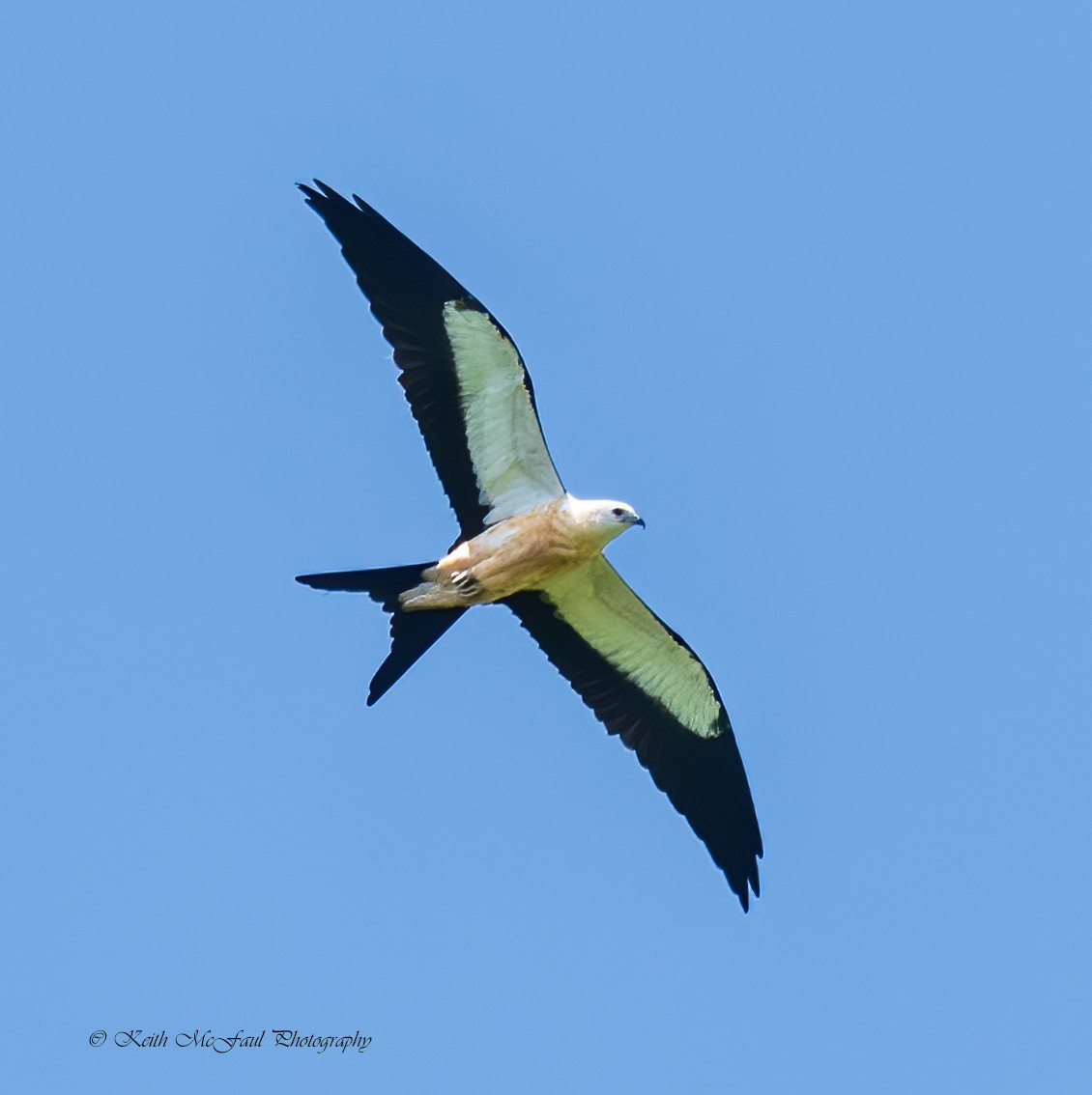 Swallow-tailed Kite - Keith McFaul