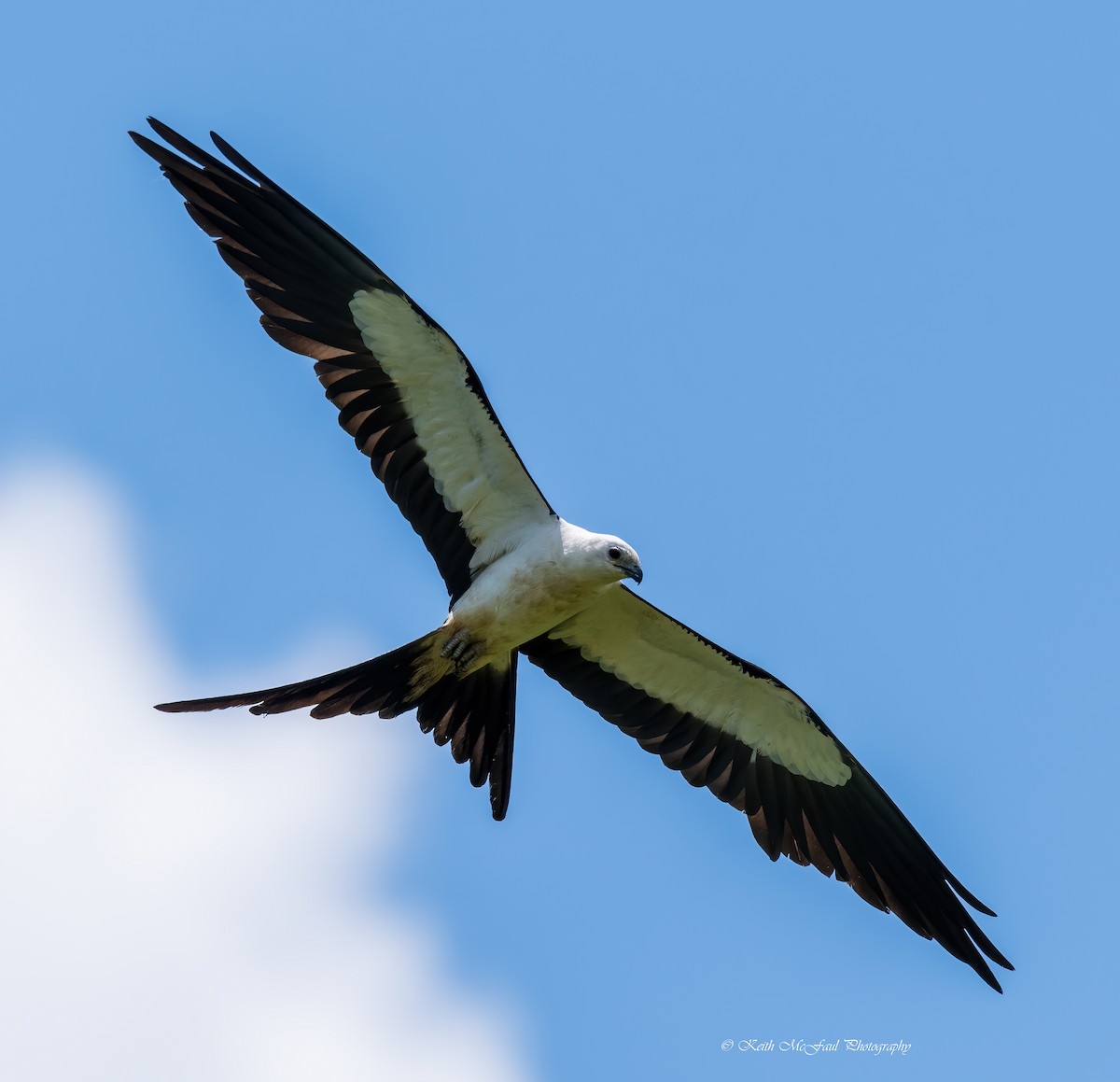 Swallow-tailed Kite - Keith McFaul