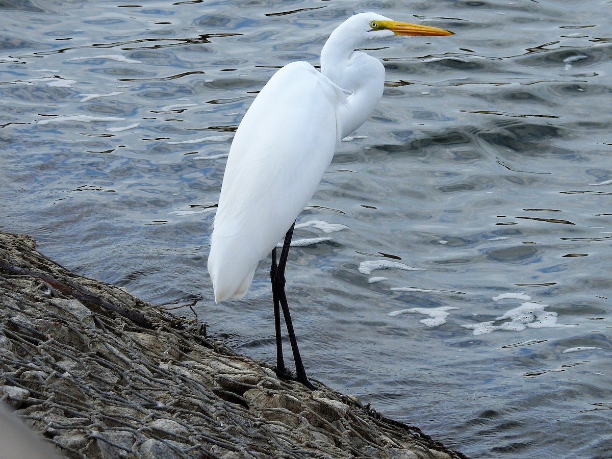 Great Egret - ML266888081