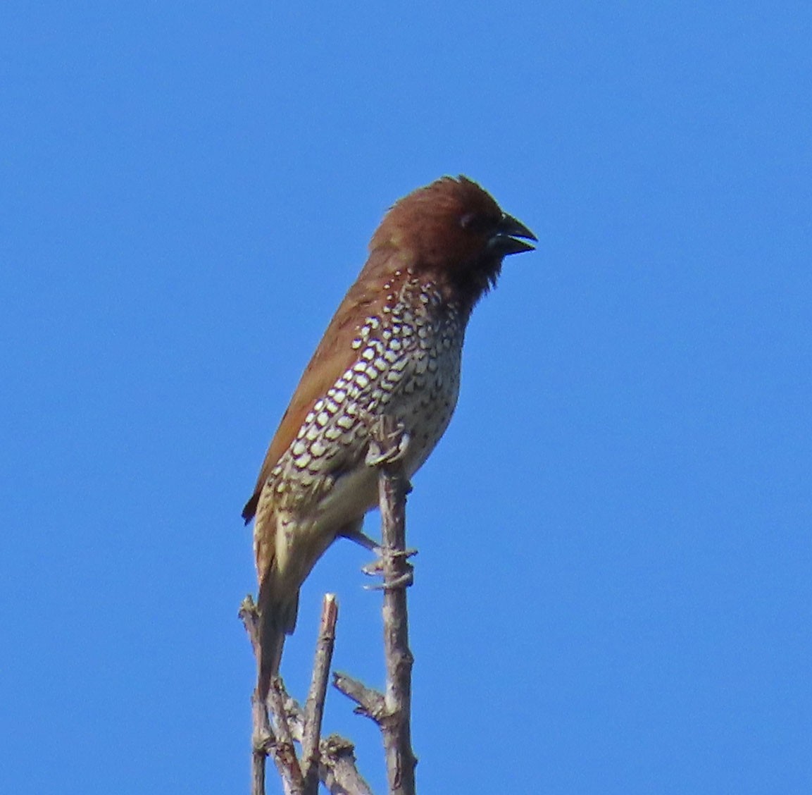 Scaly-breasted Munia - Diane Etchison